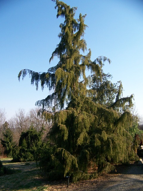 Needle Juniper tree